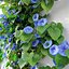 Ipomoea indica 02