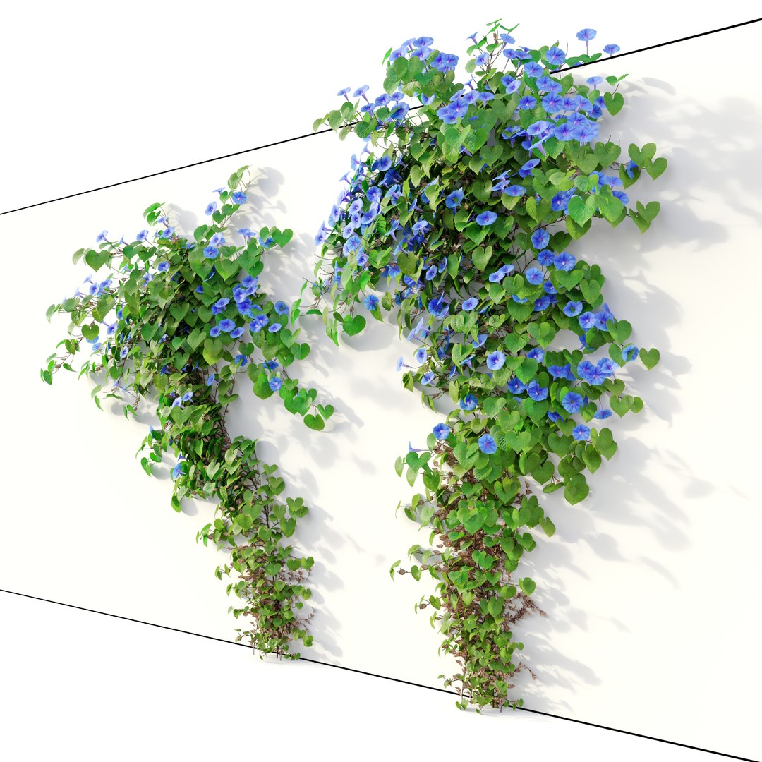 3D Ipomoea indica 02 model https://p.turbosquid.com/ts-thumb/A2/TUYE9u/bv/preview2swep/jpg/1665643870/1920x1080/fit_q87/c7e31f927bb42a33ea24d6ed8560d778ad919a6e/preview2swep.jpg