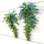 Ipomoea indica 02