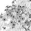 Ipomoea indica 02