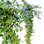 Ipomoea indica 02