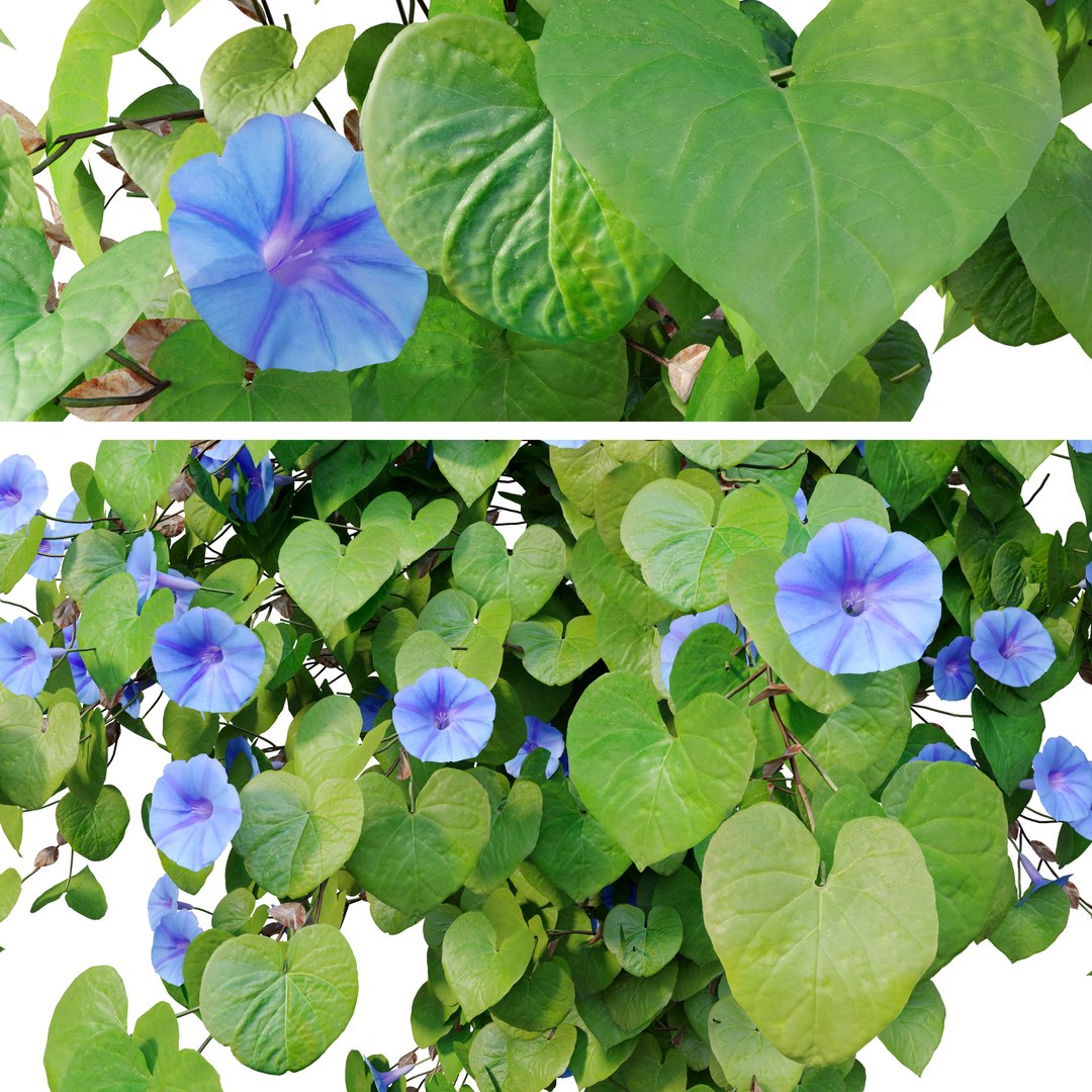 3D Ipomoea indica 02 model https://p.turbosquid.com/ts-thumb/A2/TUYE9u/sI/preview5swep/jpg/1665643873/1920x1080/fit_q87/6d651438c785a4e61a56dc0934c79202b5366dc7/preview5swep.jpg