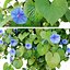 Ipomoea indica 02