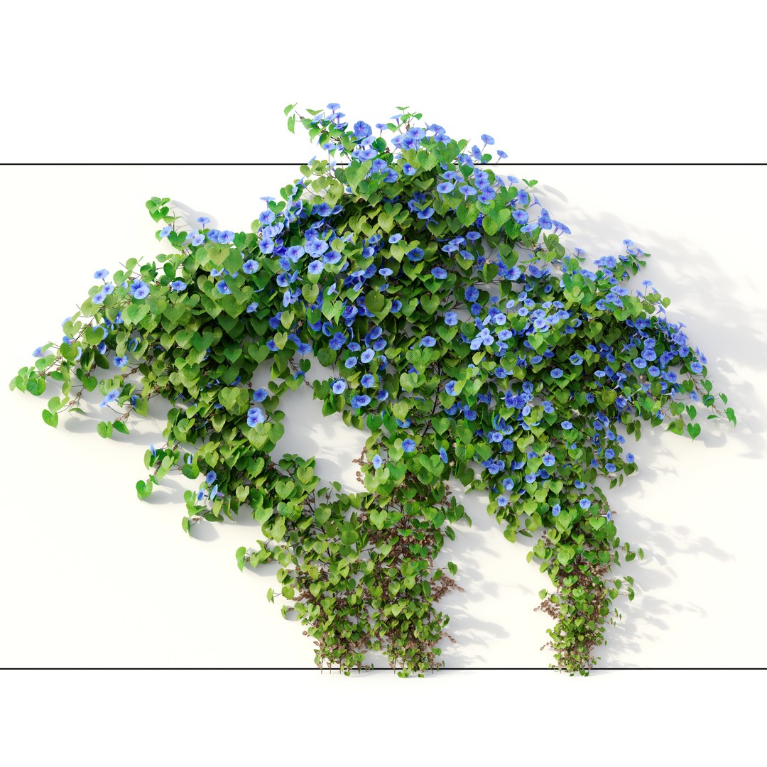 3D Ipomoea indica 02 model https://p.turbosquid.com/ts-thumb/A2/TUYE9u/zH/preview3swep/jpg/1665643871/1920x1080/fit_q87/acb9d06cee27569241cac62cb9bd50598ec65f1a/preview3swep.jpg