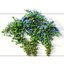 Ipomoea indica 02