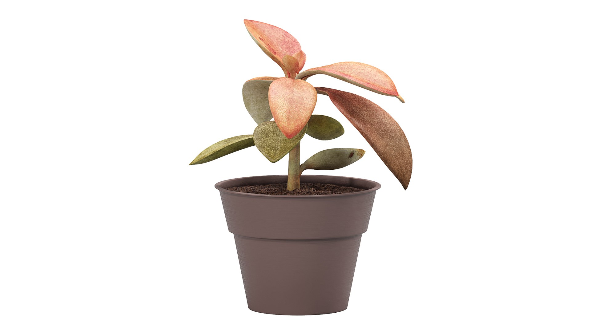 Flower Me Happy Pots 3D Model TurboSquid 2096897