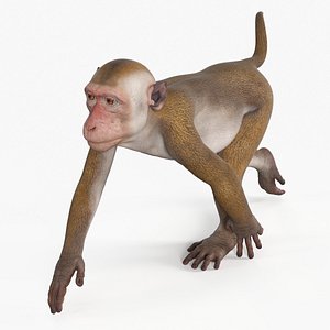 Brown Rhesus Macaque Walking 3D model