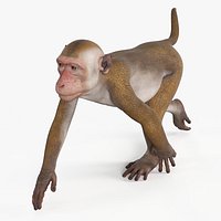 Brown Rhesus Macaque Walking