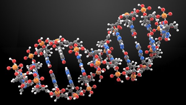 B Form DNA Structure 3D - TurboSquid 1836656