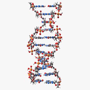 B Form DNA Structure 3D