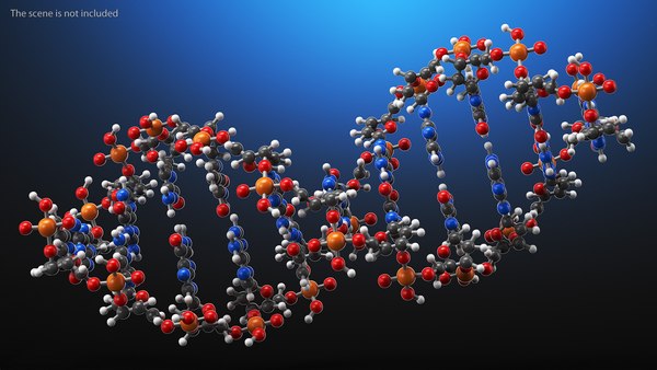 B Form DNA Structure 3D - TurboSquid 1836656