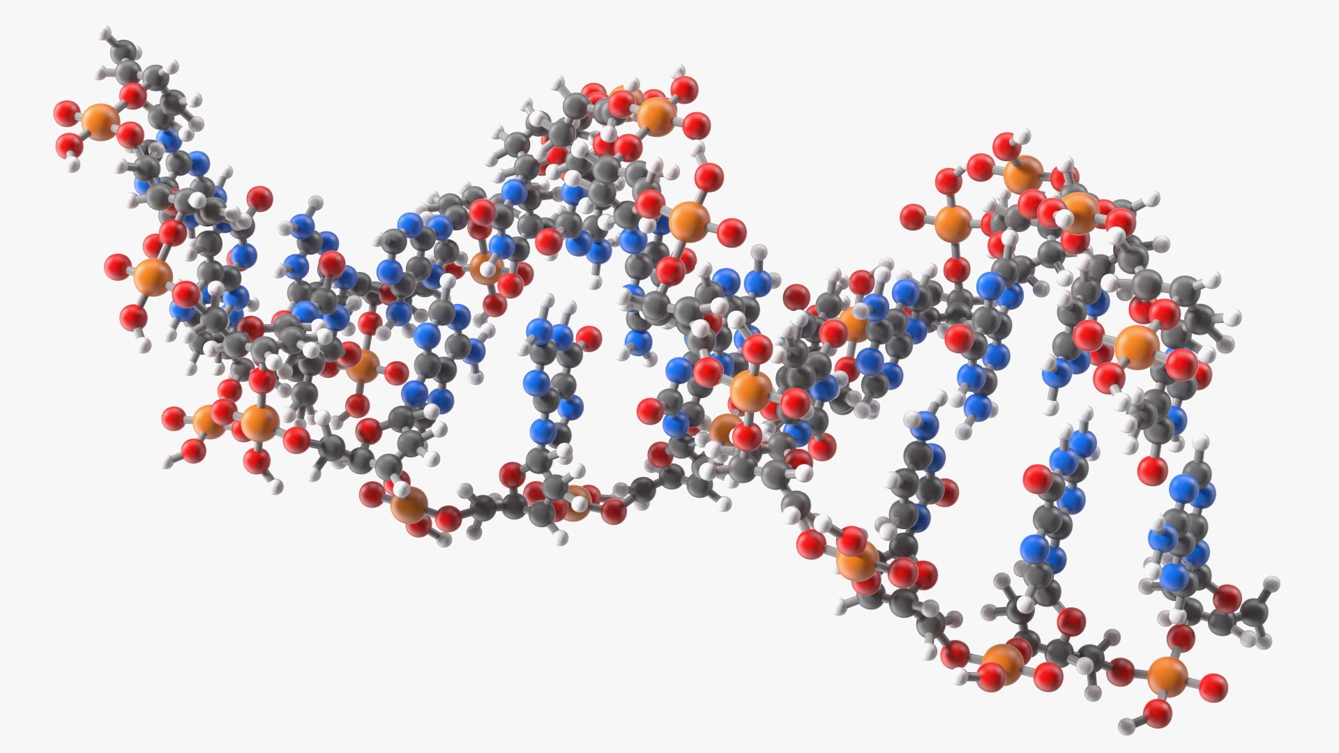 B Form DNA Structure 3D - TurboSquid 1836656