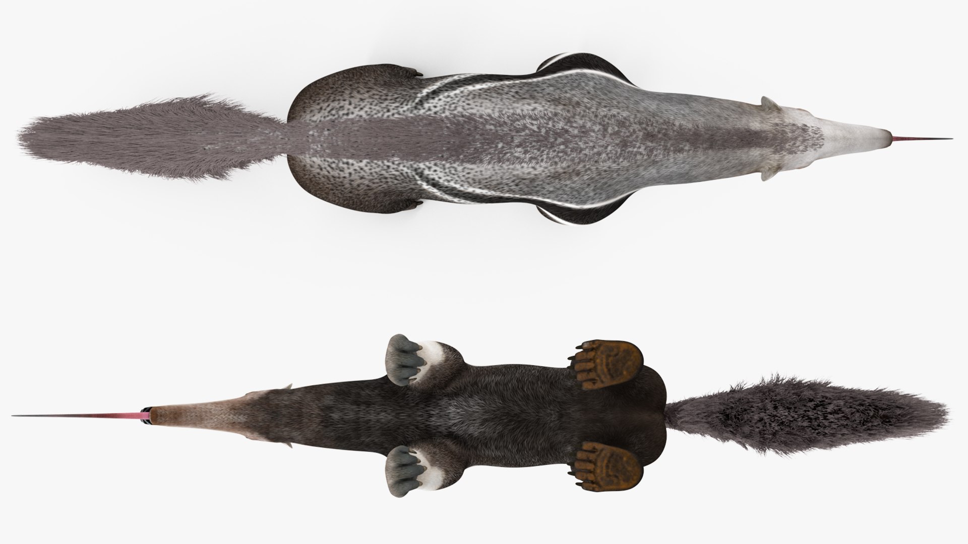 3D model South America Mammals Collection https://p.turbosquid.com/ts-thumb/A3/2ZPoyd/33/southamericamammalscollectionc4dmodel032/jpg/1692862127/1920x1080/fit_q87/7ed525fca72e2f93c6d17477047608b94d01edab/southamericamammalscollectionc4dmodel032.jpg