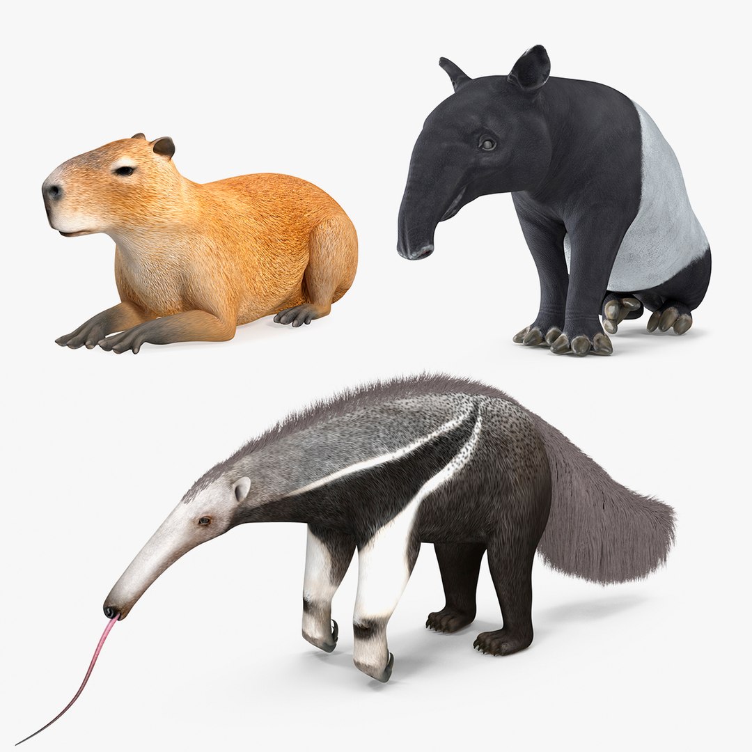 South America Mammals Collection 3D model preview