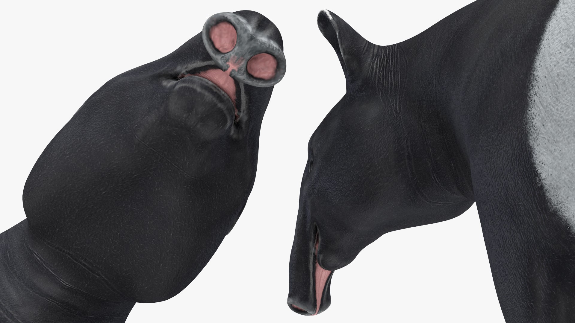 3D model South America Mammals Collection https://p.turbosquid.com/ts-thumb/A3/2ZPoyd/Al/southamericamammalscollectionc4dmodel023/jpg/1692862093/1920x1080/fit_q87/150a842379bc491280bf82f0d2686ff79b330328/southamericamammalscollectionc4dmodel023.jpg