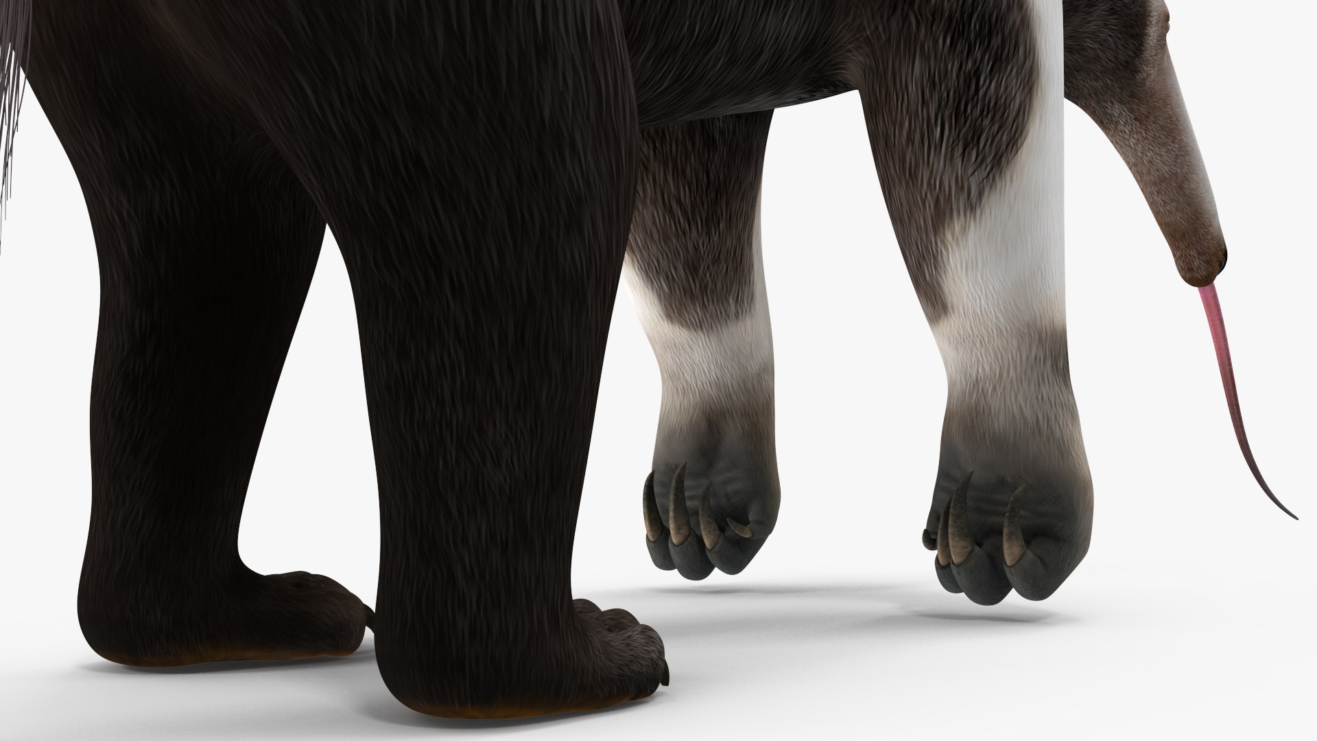 3D model South America Mammals Collection https://p.turbosquid.com/ts-thumb/A3/2ZPoyd/Fm/southamericamammalscollectionc4dmodel035/jpg/1692862136/1920x1080/fit_q87/f1c9aee3b8f06fd3406d3ea233a2e64852f9bbca/southamericamammalscollectionc4dmodel035.jpg
