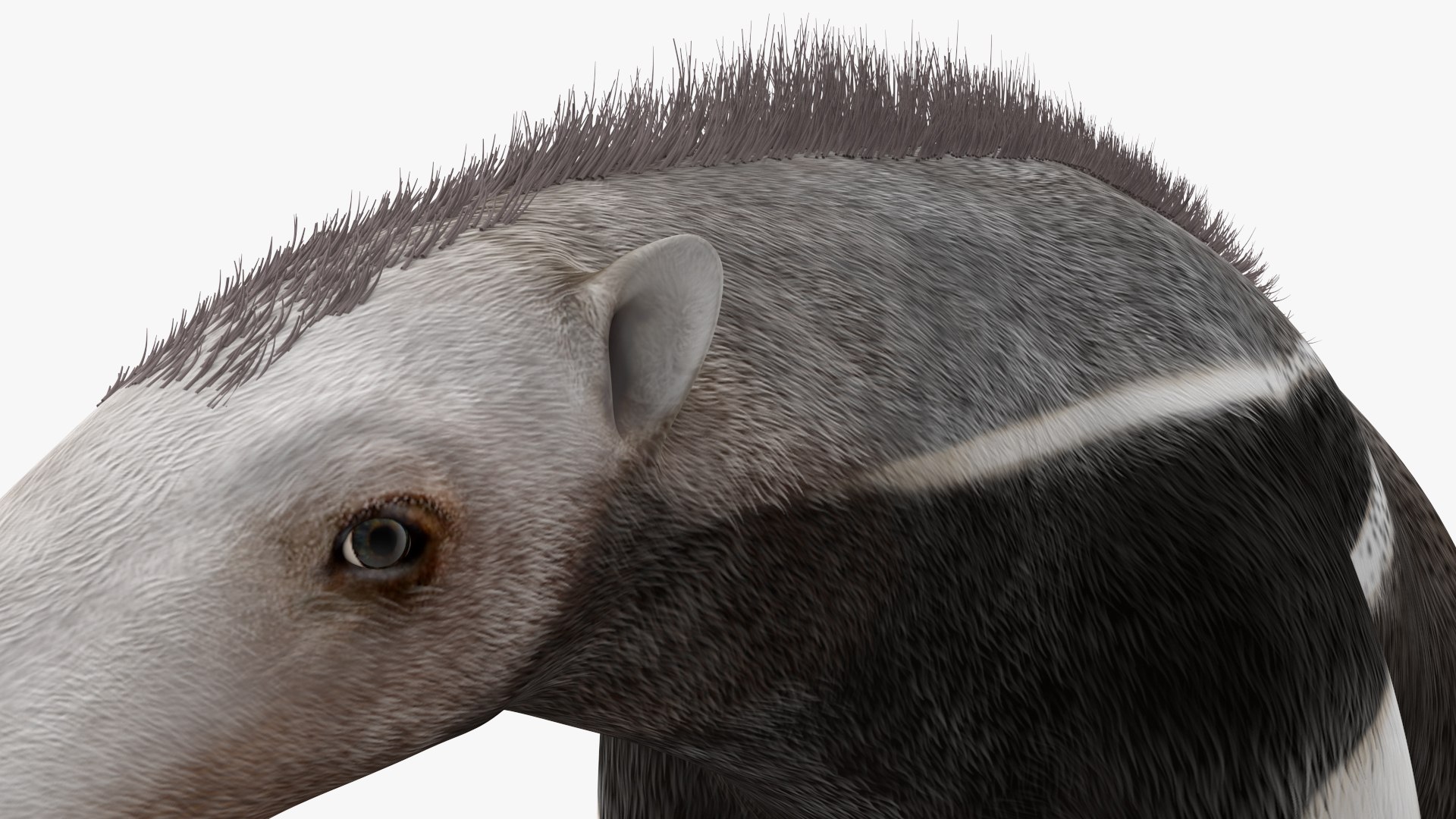 3D model South America Mammals Collection https://p.turbosquid.com/ts-thumb/A3/2ZPoyd/Oz/southamericamammalscollectionc4dmodel038/jpg/1692862147/1920x1080/fit_q87/320bc3c693c8f6198a7766fe1031b83ab8e3023a/southamericamammalscollectionc4dmodel038.jpg