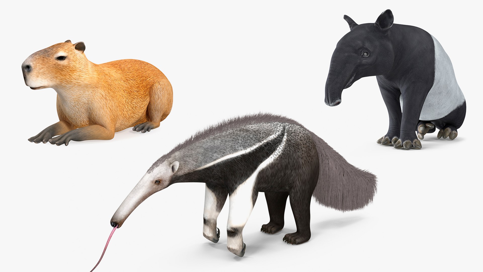 3D model South America Mammals Collection TurboSquid 2115849