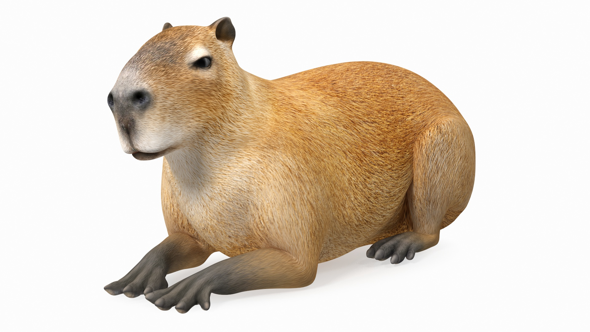 3D model South America Mammals Collection https://p.turbosquid.com/ts-thumb/A3/2ZPoyd/Up/capybara_lying_pose_360/jpg/1692861786/1920x1080/turn_fit_q99/841a499c4acd121b479b0b28b86b004e9828bf6b/capybara_lying_pose_360-1.jpg