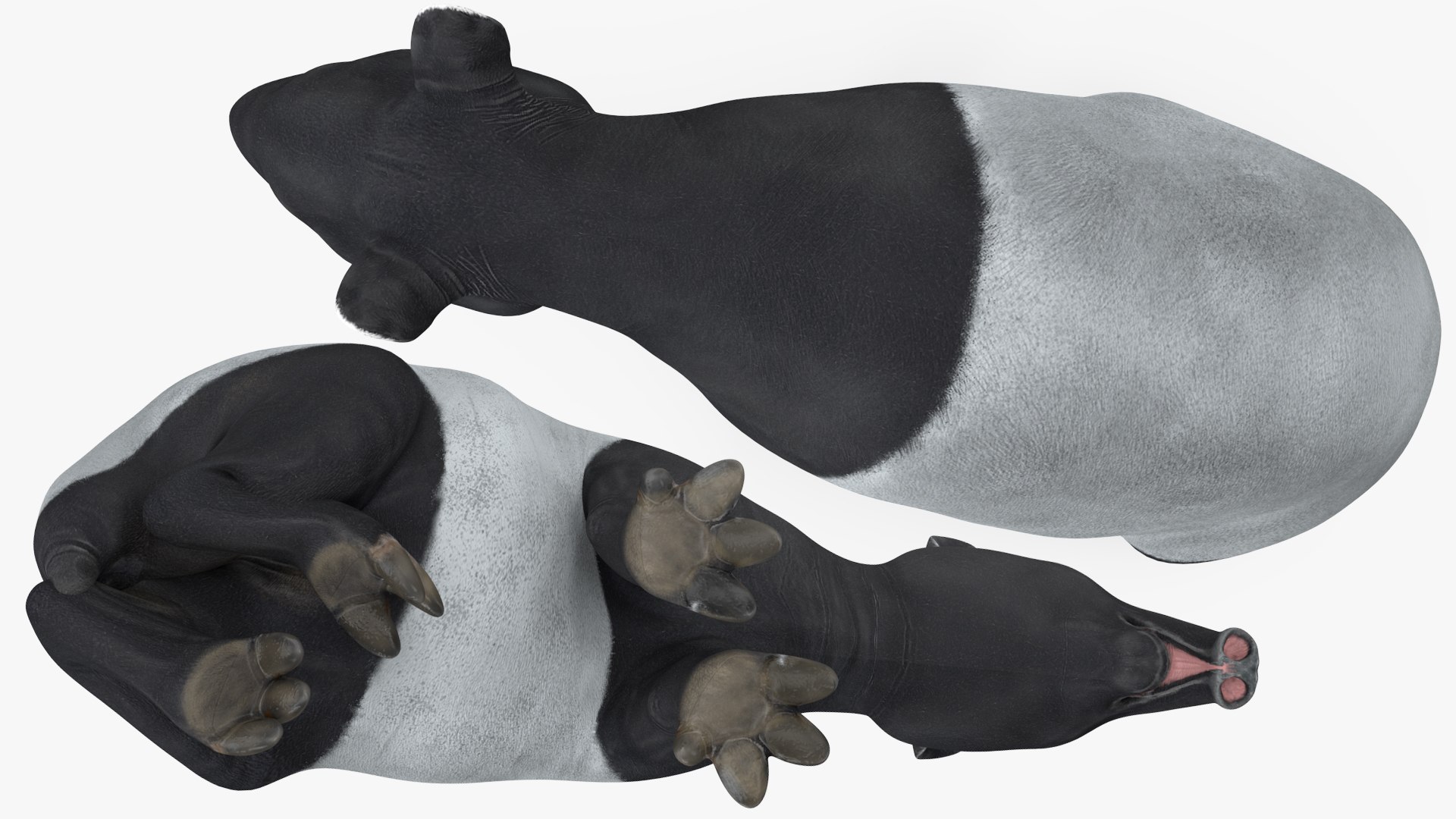 3D model South America Mammals Collection https://p.turbosquid.com/ts-thumb/A3/2ZPoyd/bu/southamericamammalscollectionc4dmodel020/jpg/1692862082/1920x1080/fit_q87/001a4ea3134f2003f2362079d6925097621651f0/southamericamammalscollectionc4dmodel020.jpg