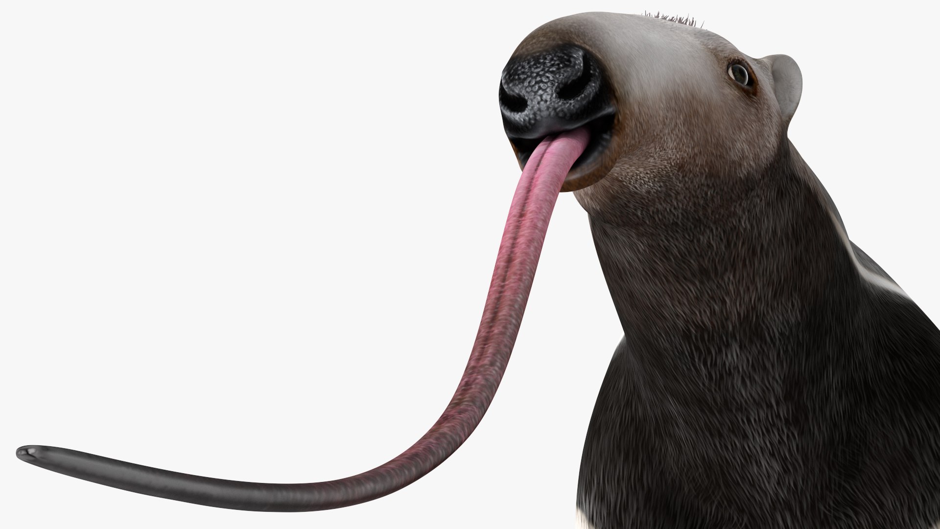 3D Model South America Mammals Collection TurboSquid 2115849