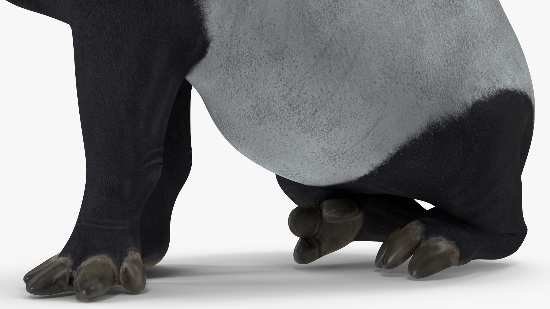3D model South America Mammals Collection https://p.turbosquid.com/ts-thumb/A3/2ZPoyd/hF/southamericamammalscollectionc4dmodel022/jpg/1692862090/1920x1080/fit_q87/49f314dbeeb45fb916862624ec88c9b80577c52f/southamericamammalscollectionc4dmodel022.jpg