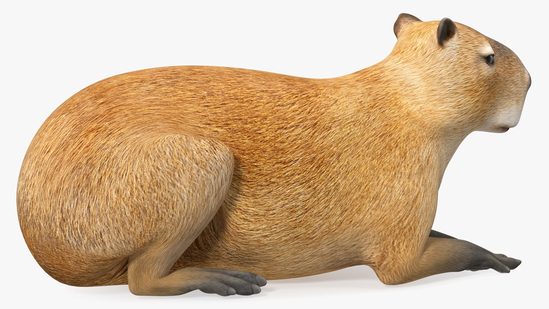 3D model South America Mammals Collection https://p.turbosquid.com/ts-thumb/A3/2ZPoyd/mH/southamericamammalscollectionc4dmodel008/jpg/1692862030/1920x1080/fit_q87/4685fab3f24c75fc01461b5c7050f535b277ed95/southamericamammalscollectionc4dmodel008.jpg