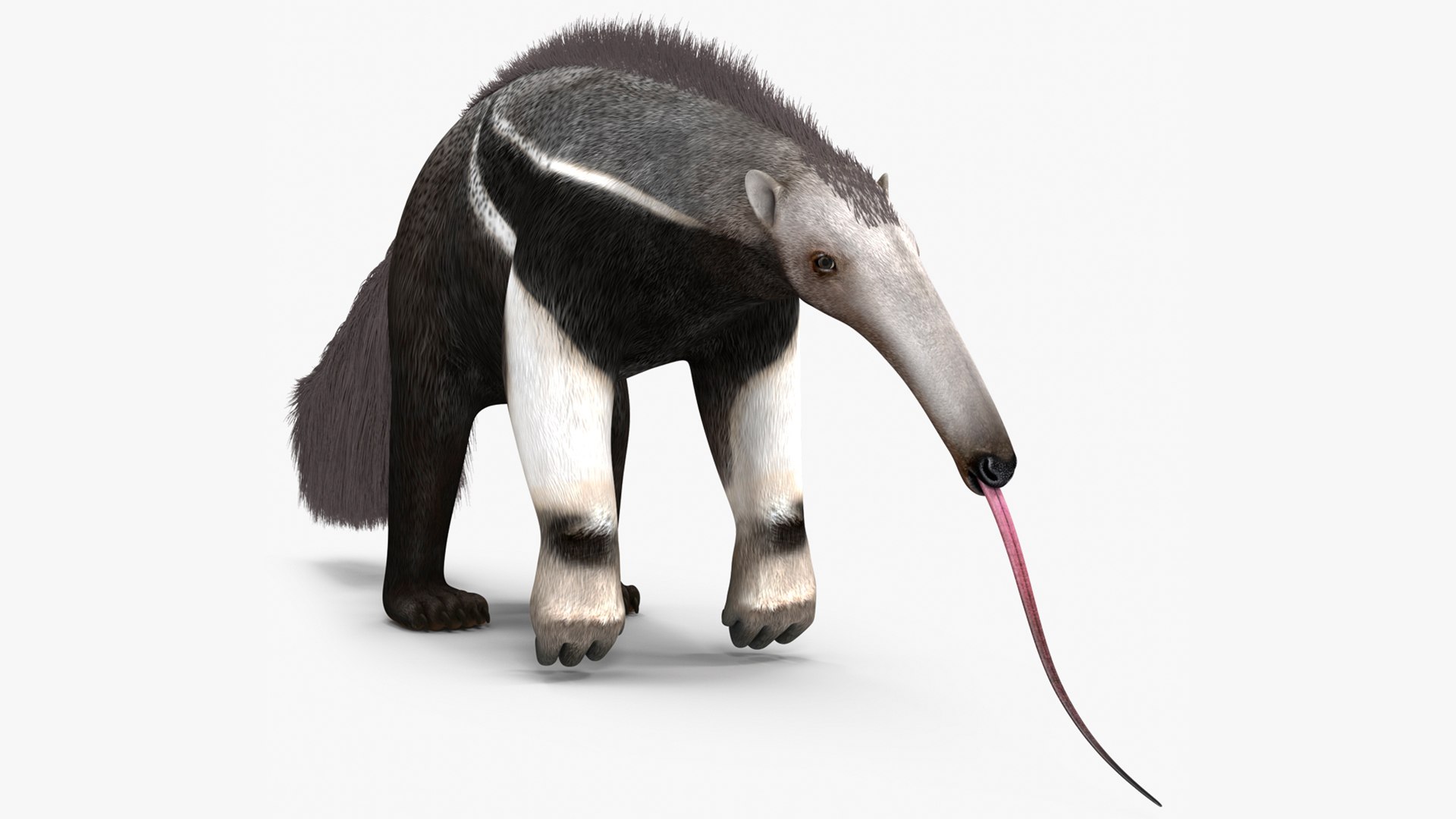 3D model South America Mammals Collection https://p.turbosquid.com/ts-thumb/A3/2ZPoyd/n5/southamericamammalscollectionc4dmodel031/jpg/1692862124/1920x1080/fit_q87/467d53718b8c8eaaeedc757cd5cc5448475b253a/southamericamammalscollectionc4dmodel031.jpg