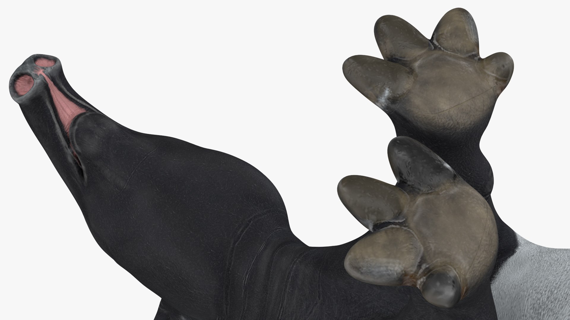 3D model South America Mammals Collection https://p.turbosquid.com/ts-thumb/A3/2ZPoyd/pH/southamericamammalscollectionc4dmodel021/jpg/1692862086/1920x1080/fit_q87/8b0f96323f15d9df305e83c357e1f6d91e04fffc/southamericamammalscollectionc4dmodel021.jpg