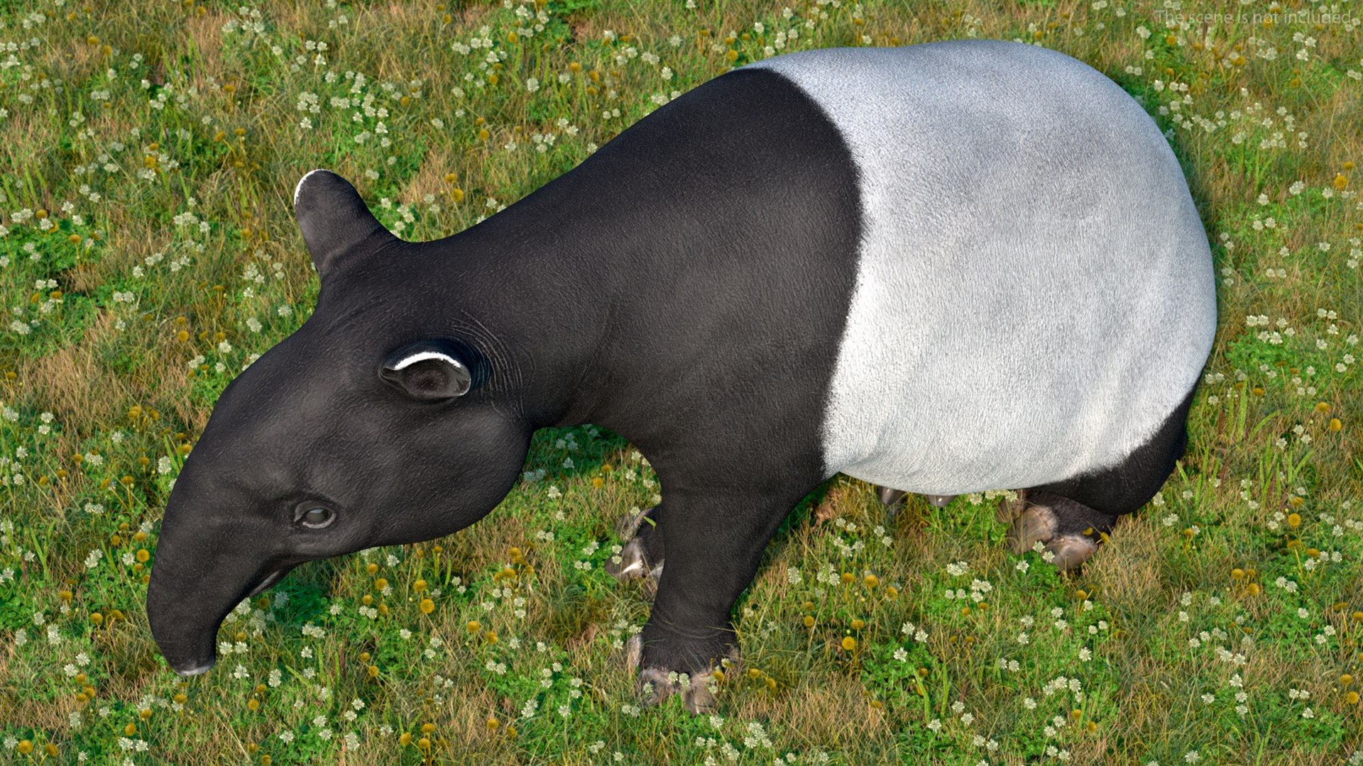 3D model South America Mammals Collection https://p.turbosquid.com/ts-thumb/A3/2ZPoyd/po/southamericamammalscollectionc4dmodel014/jpg/1692862060/1920x1080/fit_q87/eb6846ec02b950baf4fce034443f798c9a9b5e3b/southamericamammalscollectionc4dmodel014.jpg
