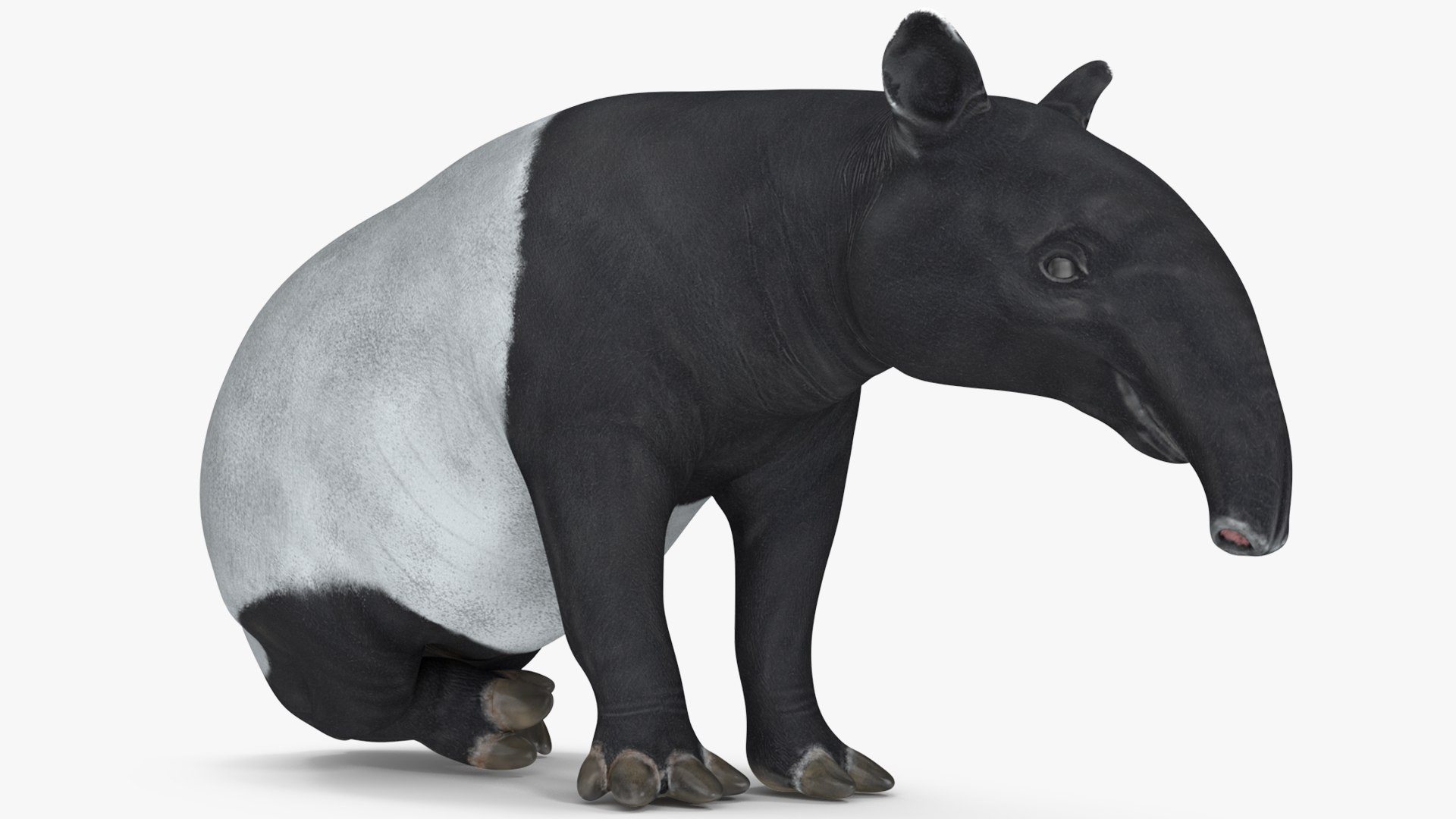3D model South America Mammals Collection https://p.turbosquid.com/ts-thumb/A3/2ZPoyd/qG/southamericamammalscollectionc4dmodel019/jpg/1692862079/1920x1080/fit_q87/ed78605b757a724f51b4406f2fa1723d03bc420c/southamericamammalscollectionc4dmodel019.jpg