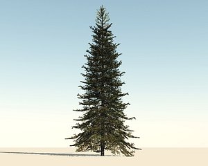 Fir Tree
