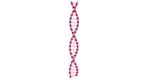DNA