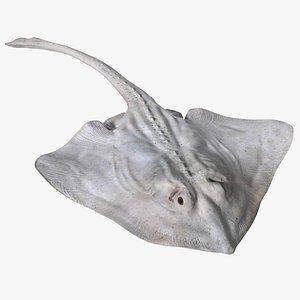 3D model Bathyraja Lindbergi White Rigged