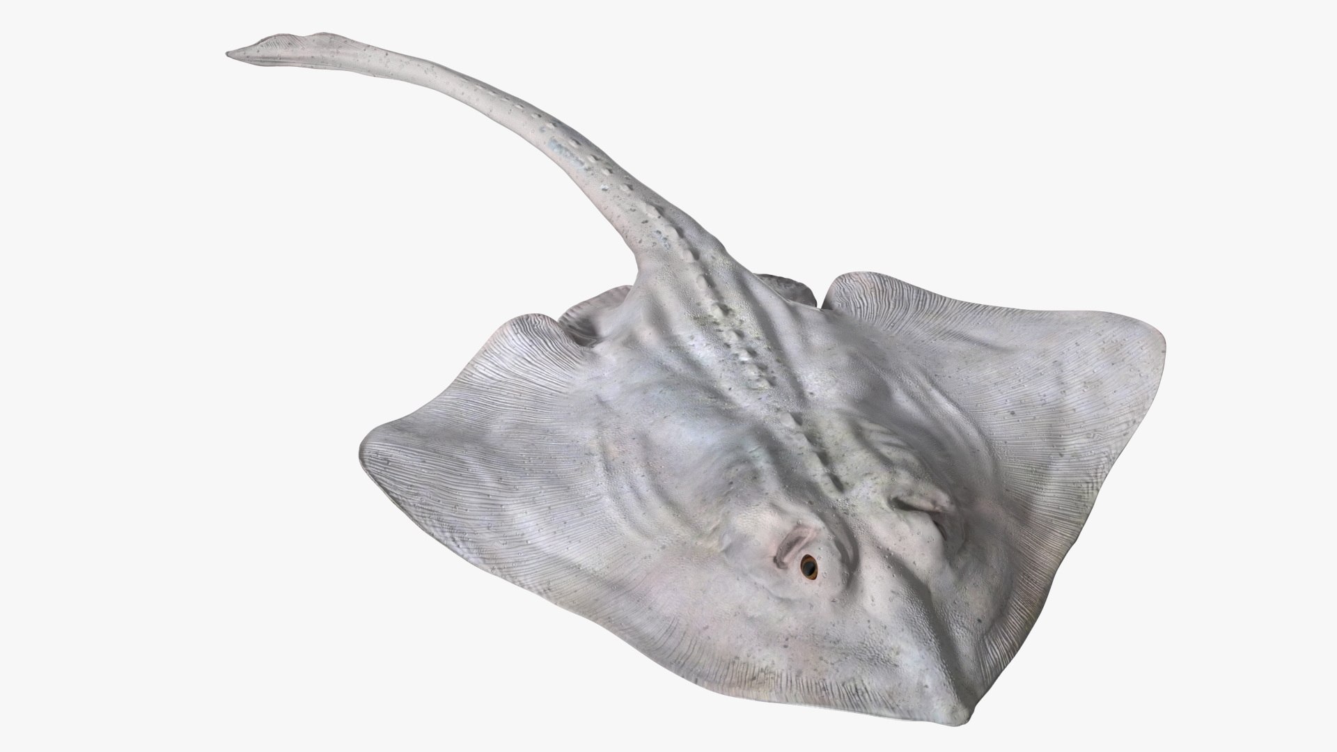 3D Model Bathyraja Lindbergi White Rigged TurboSquid 2276786