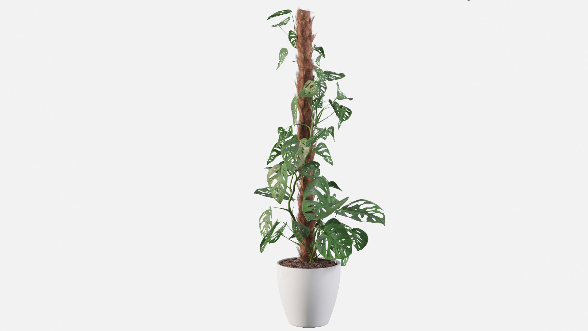 3D model monstera monkey mask https://p.turbosquid.com/ts-thumb/A3/XSvA93/5b/monsterac/jpg/1653990428/1920x1080/fit_q87/8dcbdfbebc0102f9ca940dc11110d67bd389b452/monsterac.jpg