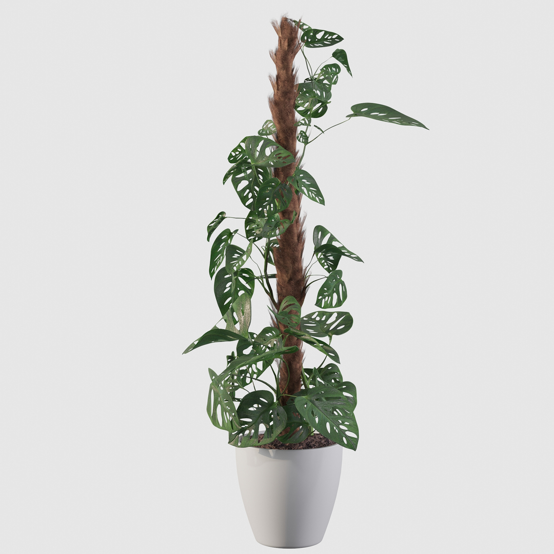 3D model monstera monkey mask https://p.turbosquid.com/ts-thumb/A3/XSvA93/DbfmpFPs/monstera/jpg/1600761776/1920x1080/turn_fit_q99/44653e7b686f85fbab3d012757b29bcfd260f3ca/monstera-1.jpg