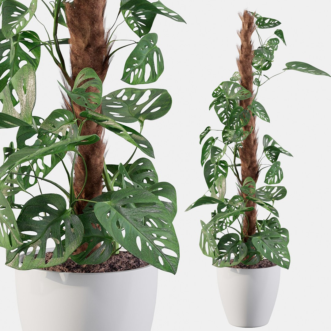 3D Model Monstera Monkey Mask - TurboSquid 1624466