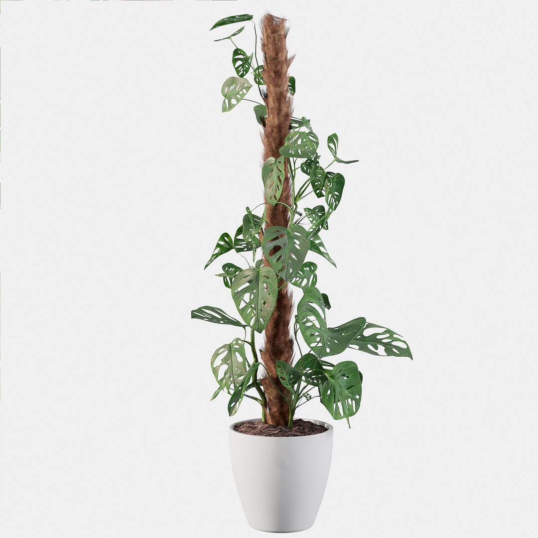 3D model monstera monkey mask https://p.turbosquid.com/ts-thumb/A3/XSvA93/dyo0uOTF/monsteramonkeymaskonstake02c/jpg/1600761691/1920x1080/fit_q87/105b9193a4ac3c746eb477ab25dad1fd2f1146f4/monsteramonkeymaskonstake02c.jpg