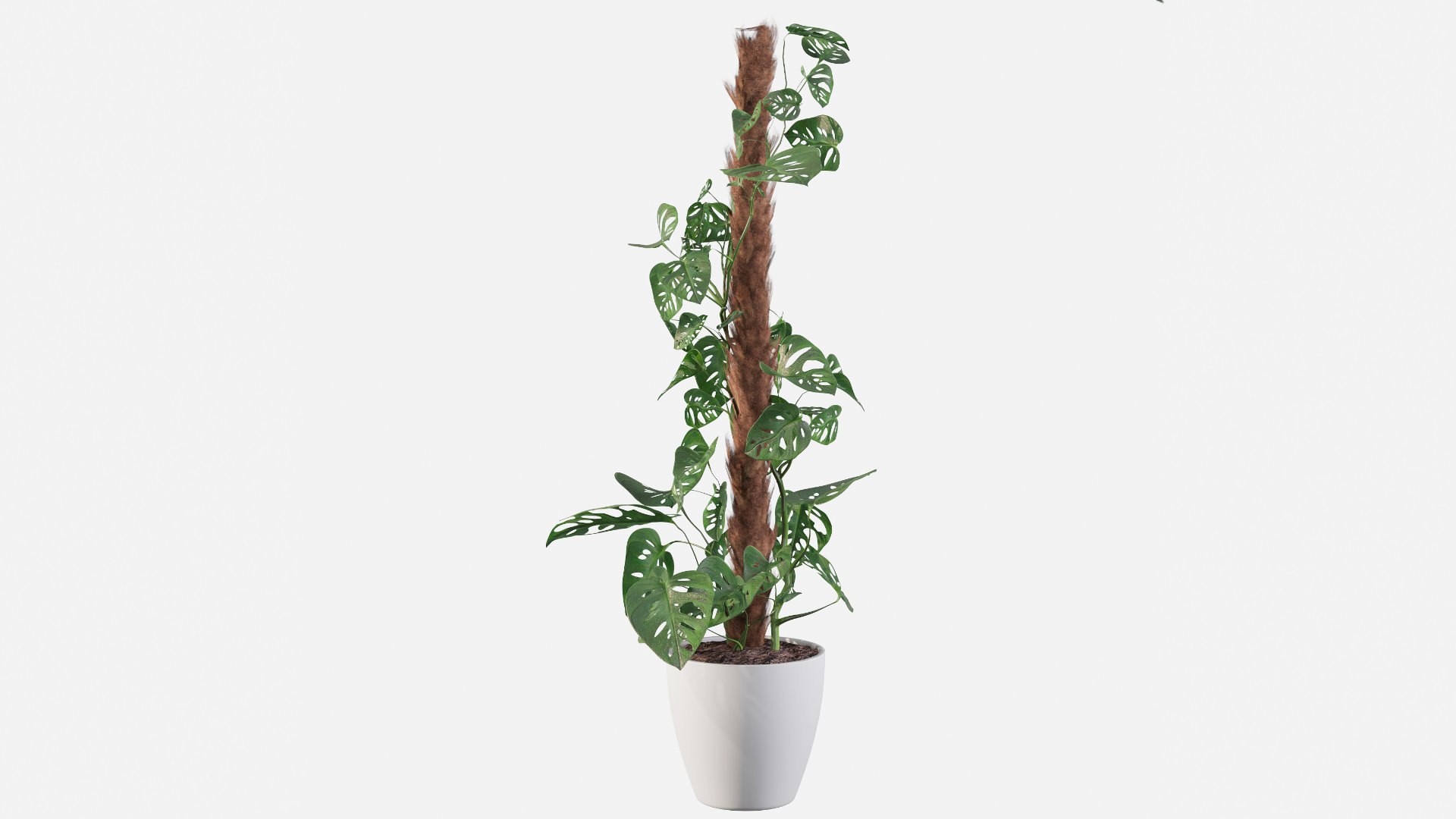 3D model monstera monkey mask https://p.turbosquid.com/ts-thumb/A3/XSvA93/mt/monsterae/jpg/1653990427/1920x1080/fit_q87/527c0c5f2e060c3562361bf8265a874f00ef65a8/monsterae.jpg