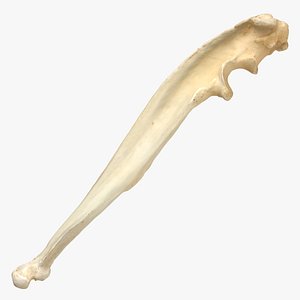 3D model South American Coati Ulna Bone 01