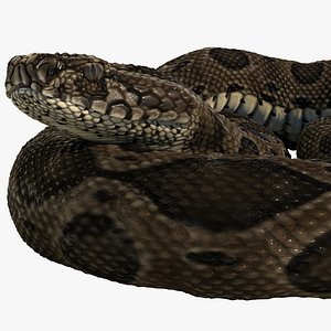 rigged russell s viper animation 3D model