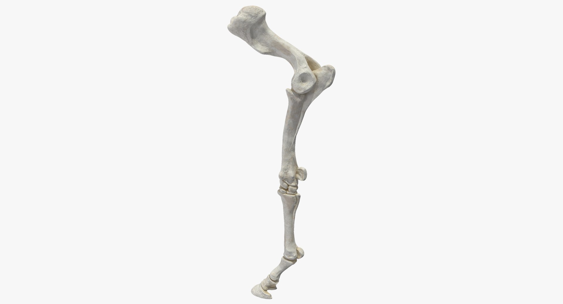 Equine Forleg 3D model preview