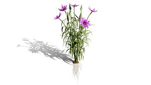 3D North American Salsify 3D Plant Collection