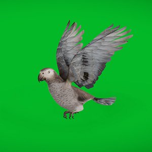 African Parrot 3D model