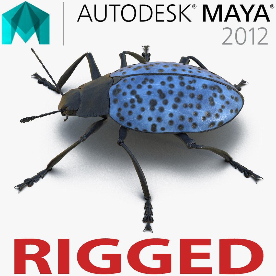Gibbifer Californicus Beetle Rigged for Maya 3D model preview