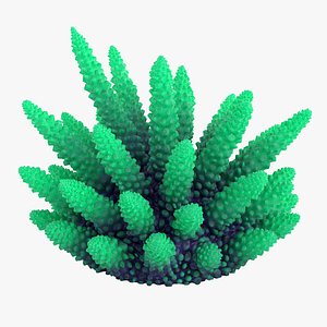 3D coral 2 s