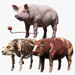 Pig Anatomy