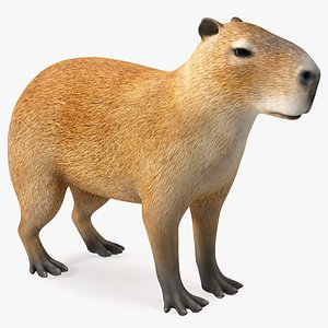 Capybara