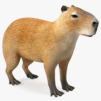 Capybara